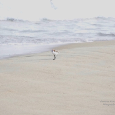 Anarhynchus ruficapillus (Red-capped Plover) at Lake Conjola, NSW - 24 Oct 2023 by Gee