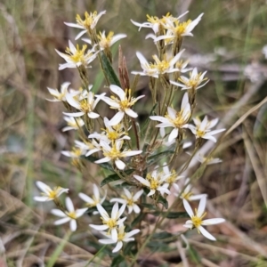 Olearia erubescens at Captains Flat, NSW - 30 Oct 2023