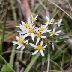 Olearia erubescens at Captains Flat, NSW - 30 Oct 2023 05:37 PM