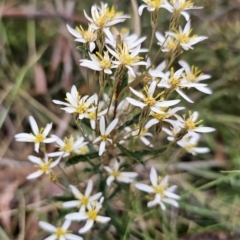 Olearia erubescens at Captains Flat, NSW - 30 Oct 2023 05:37 PM