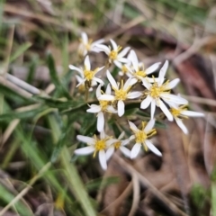 Olearia erubescens at Captains Flat, NSW - 30 Oct 2023