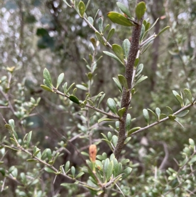 Bursaria spinosa subsp. lasiophylla (Australian Blackthorn) at Flea Bog Flat, Bruce - 30 Oct 2023 by JVR