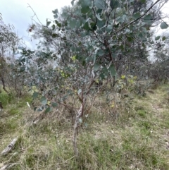 Eucalyptus polyanthemos subsp. polyanthemos (Red Box) at Flea Bog Flat, Bruce - 30 Oct 2023 by JVR