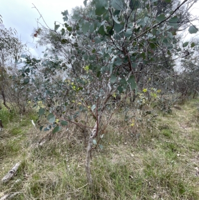 Eucalyptus polyanthemos subsp. polyanthemos (Red Box) at Flea Bog Flat, Bruce - 30 Oct 2023 by JVR