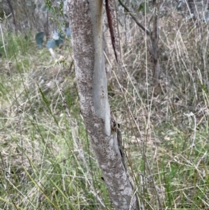 Eucalyptus polyanthemos subsp. polyanthemos at Bruce, ACT - 30 Oct 2023