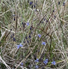 Dianella revoluta var. revoluta (Black-Anther Flax Lily) at Bruce Ridge to Gossan Hill - 30 Oct 2023 by JVR