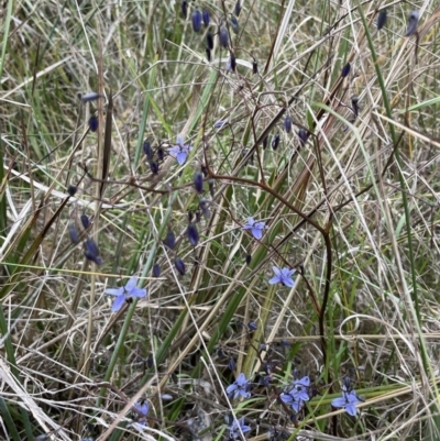 Dianella revoluta var. revoluta (Black-Anther Flax Lily) at Flea Bog Flat, Bruce - 30 Oct 2023 by JVR