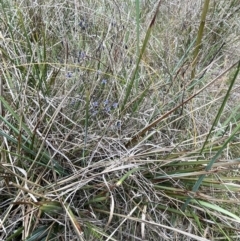 Dianella revoluta var. revoluta at Bruce, ACT - 30 Oct 2023 05:03 PM