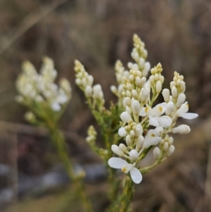 Comesperma ericinum at Captains Flat, NSW - 30 Oct 2023