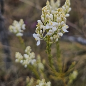 Comesperma ericinum at Captains Flat, NSW - 30 Oct 2023