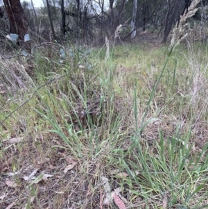 Holcus lanatus at Bruce, ACT - 30 Oct 2023 05:01 PM