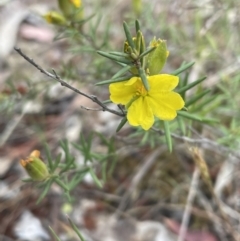 Hibbertia calycina (Lesser Guinea-flower) at Bruce, ACT - 30 Oct 2023 by JVR