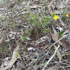 Hibbertia calycina at Bruce, ACT - 30 Oct 2023 05:00 PM