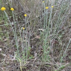 Chrysocephalum apiculatum at Bruce, ACT - 30 Oct 2023 04:58 PM