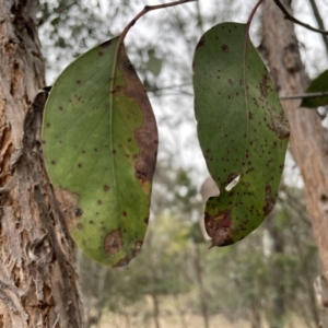 Eucalyptus macrorhyncha at Bruce, ACT - 30 Oct 2023 04:56 PM