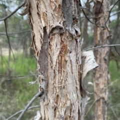 Eucalyptus macrorhyncha at Bruce, ACT - 30 Oct 2023 04:56 PM