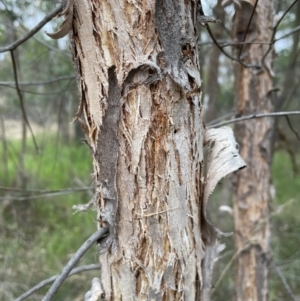 Eucalyptus macrorhyncha at Bruce, ACT - 30 Oct 2023 04:56 PM