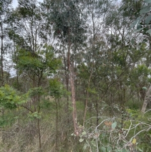 Eucalyptus macrorhyncha at Bruce, ACT - 30 Oct 2023 04:56 PM