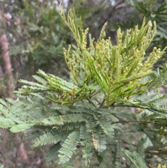 Acacia decurrens (Green Wattle) at Bruce, ACT - 30 Oct 2023 by JVR