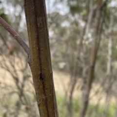 Acacia decurrens at Bruce, ACT - 30 Oct 2023 04:54 PM