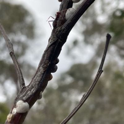Iridomyrmex purpureus (Meat Ant) at Bruce, ACT - 30 Oct 2023 by JVR
