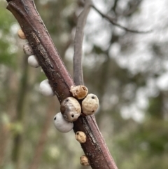 Cryptes baccatus (Wattle Tick Scale) at Bruce, ACT - 30 Oct 2023 by JVR