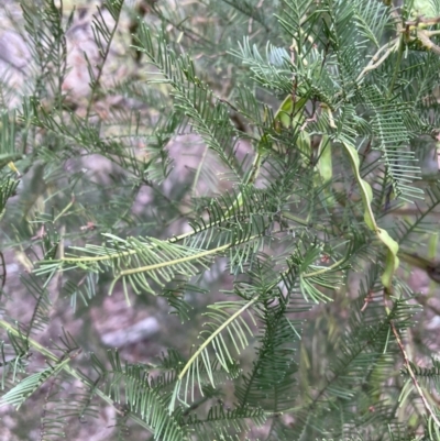 Acacia decurrens (Green Wattle) at Flea Bog Flat, Bruce - 30 Oct 2023 by JVR