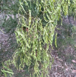 Acacia decurrens at Bruce, ACT - 30 Oct 2023