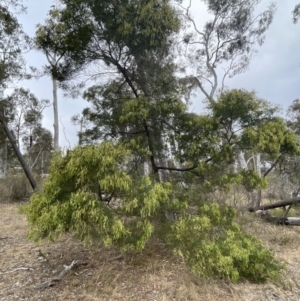 Acacia decurrens at Bruce, ACT - 30 Oct 2023 04:49 PM