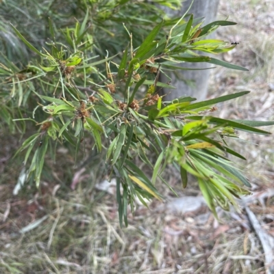 Acacia floribunda (White Sally Wattle, Gossamer Wattle) at Flea Bog Flat, Bruce - 30 Oct 2023 by JVR