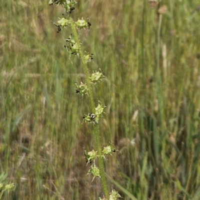 Acaena x ovina (Sheep's Burr) at Belconnen, ACT - 22 Oct 2023 by sangio7