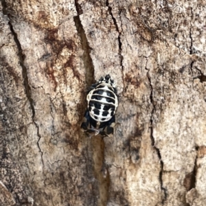 Harmonia conformis at Russell, ACT - 30 Oct 2023 12:31 PM