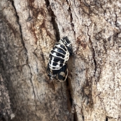 Harmonia conformis at Russell, ACT - 30 Oct 2023 12:31 PM