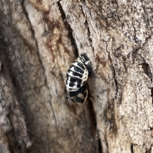 Harmonia conformis at Russell, ACT - 30 Oct 2023 12:31 PM