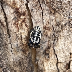 Harmonia conformis at Russell, ACT - 30 Oct 2023 12:31 PM