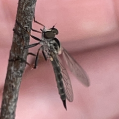 Cerdistus sp. (genus) (Yellow Slender Robber Fly) at Russell, ACT - 30 Oct 2023 by Hejor1