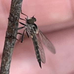 Cerdistus sp. (genus) at Russell, ACT - 30 Oct 2023 12:42 PM