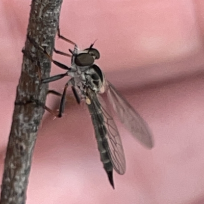 Cerdistus sp. (genus) (Yellow Slender Robber Fly) at Russell, ACT - 30 Oct 2023 by Hejor1