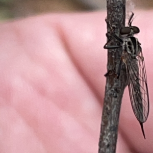 Cerdistus sp. (genus) at Russell, ACT - 30 Oct 2023 12:42 PM