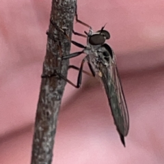 Cerdistus sp. (genus) at Russell, ACT - 30 Oct 2023 12:42 PM