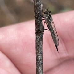 Cerdistus sp. (genus) at Russell, ACT - 30 Oct 2023