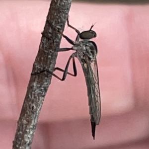 Cerdistus sp. (genus) at Russell, ACT - 30 Oct 2023 12:42 PM