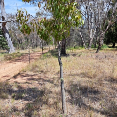 Brachychiton populneus (Kurrajong) at Mount Majura - 30 Oct 2023 by abread111