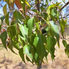 Brachychiton populneus at Majura, ACT - 30 Oct 2023