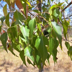 Brachychiton populneus at Majura, ACT - 30 Oct 2023