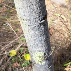 Brachychiton populneus at Majura, ACT - 30 Oct 2023