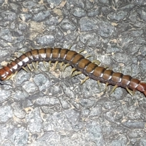 Cormocephalus aurantiipes at Dunlop, ACT - 30 Oct 2023