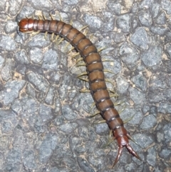 Cormocephalus aurantiipes at Dunlop, ACT - 30 Oct 2023