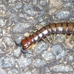 Cormocephalus aurantiipes at Dunlop, ACT - 30 Oct 2023