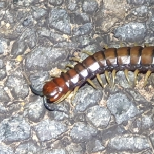 Cormocephalus aurantiipes at Dunlop, ACT - 30 Oct 2023